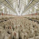 Durable Large Span Steel Structure Chicken House Light Steel Frame Construction
