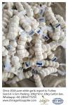 Purewhite garlic export to Turkey by Pioneer garlic.5.0-5.5cm;200g*50 in 10kg