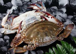 China Half Cutted Portunus Crab factory