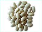 White Kidney Bean Extract 3000 units/g, 10:1，phaseolin1-3%, Chinese manufacturer
