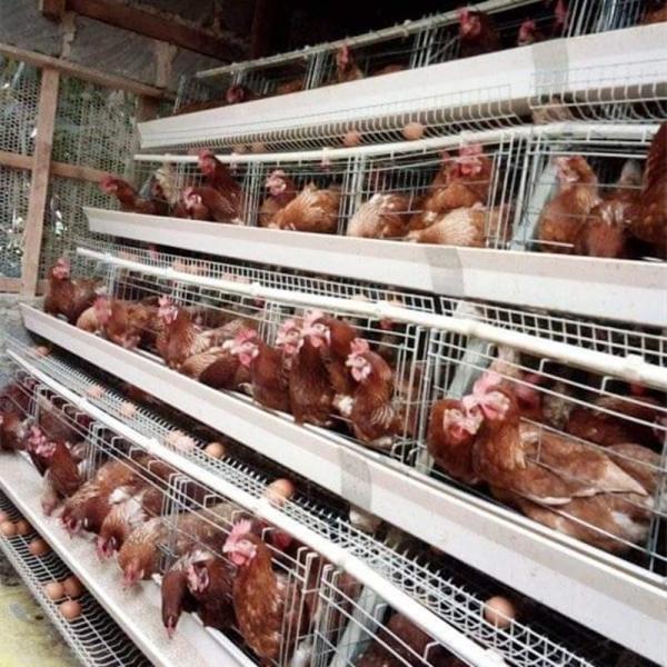 90/96/120/128/160 Birds Laying Poultry Chicken Cage System Farming A Type 3/4