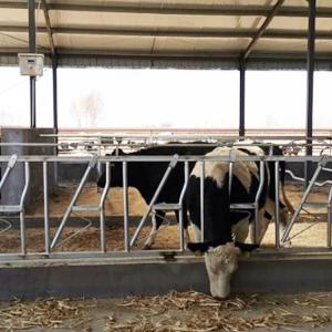 China Durable 18kg Height 110cm Cow Head Lock Easy Operation factory