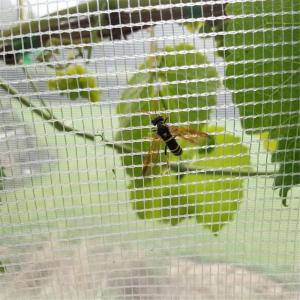 China PE mesh 40 virgin hdpe greenhouse anti insect net for agricultural insect proof factory