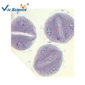China Corn Anther Meiosis Prepared Fluorescent Microscope Slides 12pcs factory