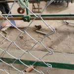 Finest 8 Feet Tall Chain Link Fence with Heat Treated Pressure Treated Wood Type