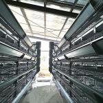 54-384 Birds/Set Layer Bird Cage , SONCAP Battery System Of Poultry Farming
