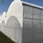 Tropical Multispan Agriculture Greenhouses Industrial Victorian Greenhouse