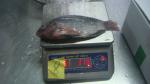 Frozen Tilapia Whole Round Size 300-500