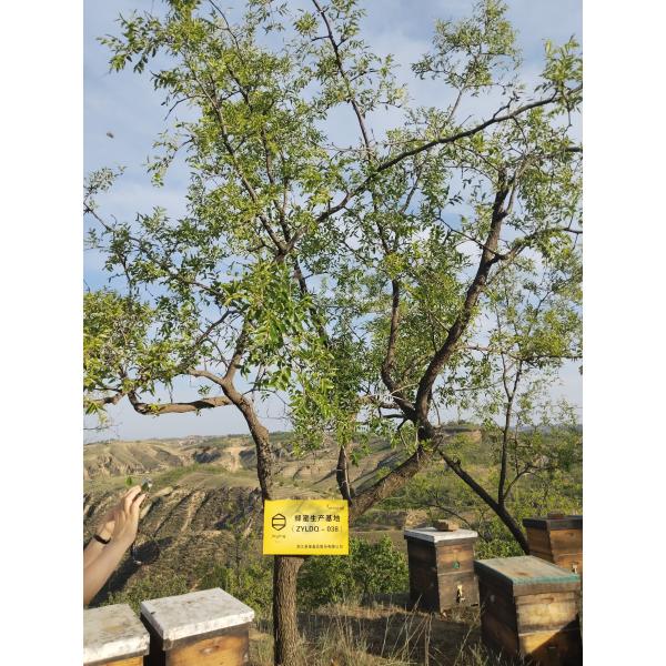 Bee Star 100% Natural Oak Honey Pure Raw Honey Organic Natural Bee Honey