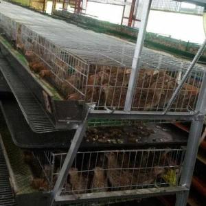 China Less Legs Twisting / Injury Quail Cage Safe For Major Breeding Industries factory