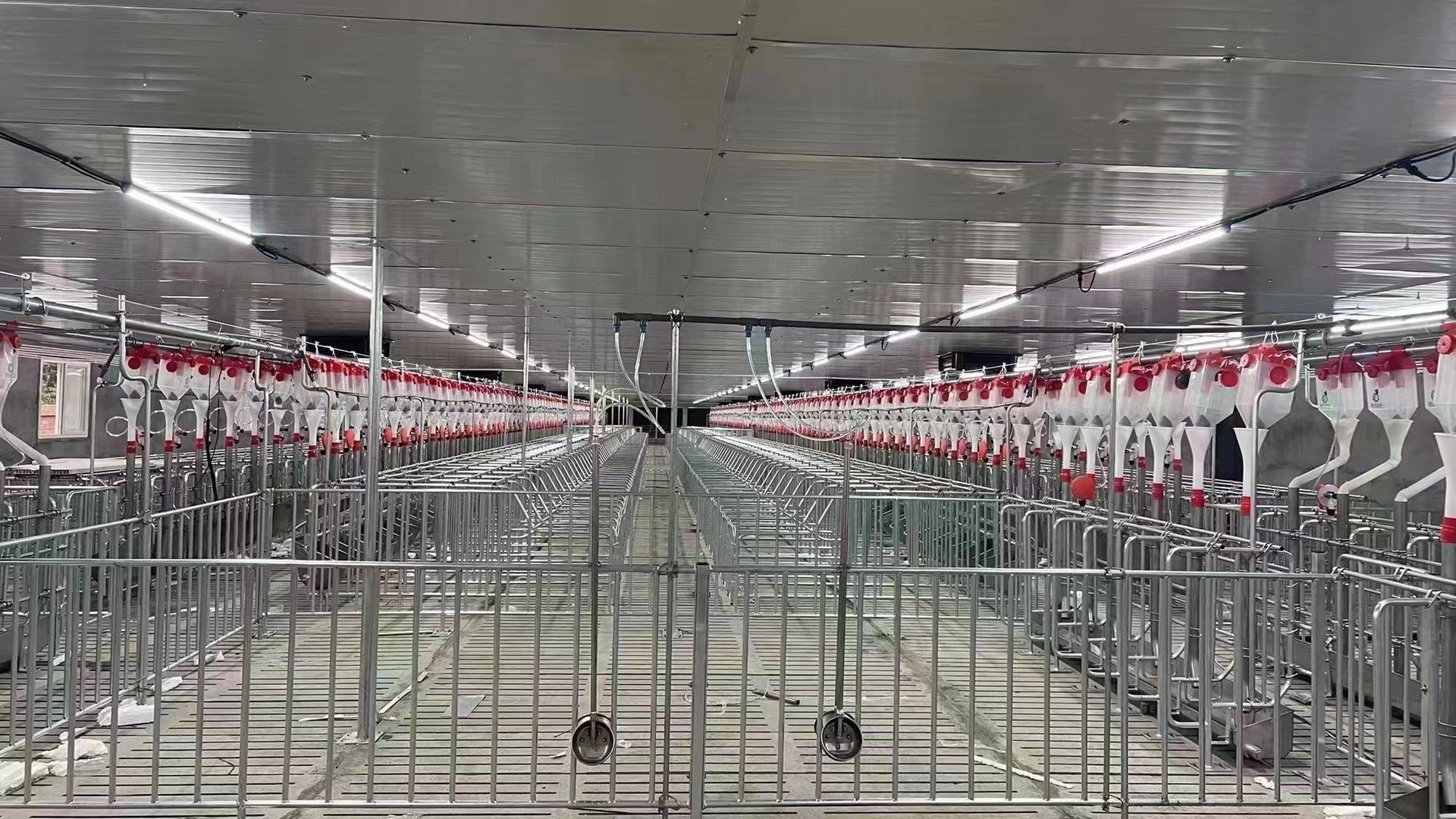 Hot Dip Galvanized Steel Back Up Gestation Pens For Sows