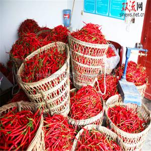 China 100g Erjingtiao Dried Spicy Chilis Vacuum Sealed factory