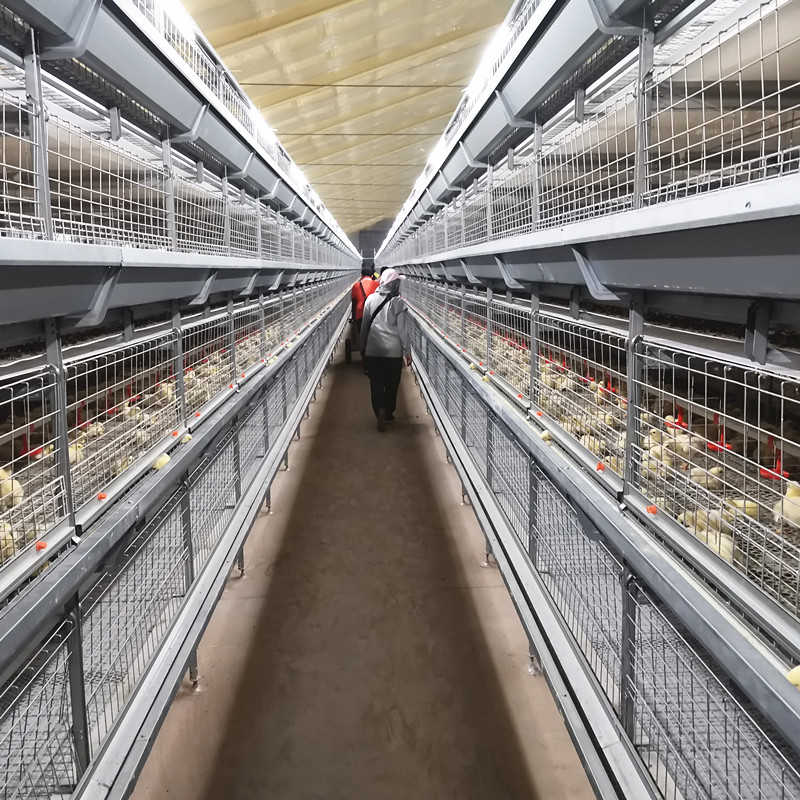 Poultry Farm Broiler Chicken Cage Galvanized Steel Automatic H Type Q235A
