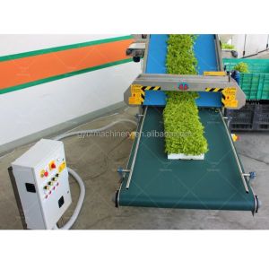 Cutting Salad Rocket and Spinach Made Easy with 1350mmx850mmx950mm Harvester