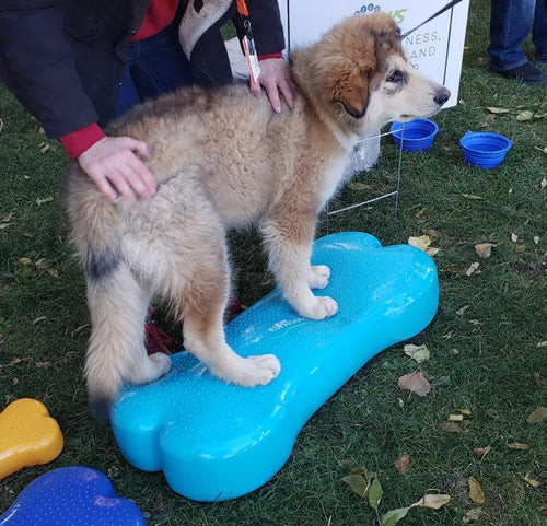 Factory wholesales bone Dog Training Regular Balancing Bone