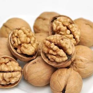 China Dry and Cool Storage for Customer Requirements Persian Walnut factory
