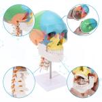 Three Parts Parietal Mandible Vertibra Human Color Life Size Medical Demonstrati