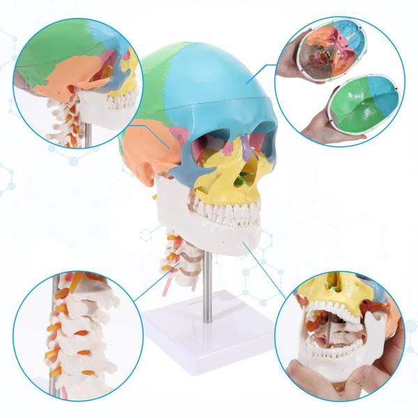 Three Parts Parietal Mandible Vertibra Human Color Life Size Medical Demonstrati