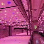 ODM 25.5m2 Agricultural Hydroponic Container Farm For Leaf Vegetables