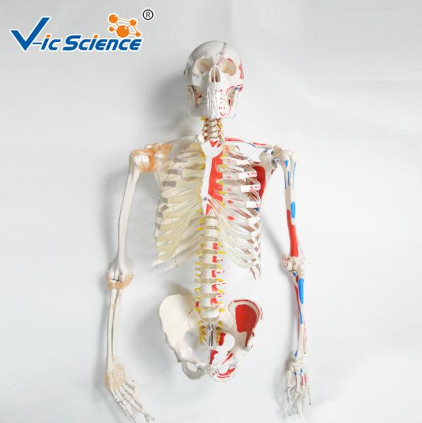 180cm Tall Life Size Anatomical Skeleton For Medical Students With Muscles And