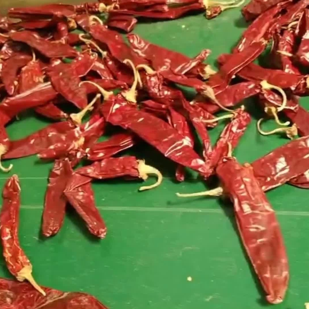 Ingredients Paprika Pepper Chili Capsicum Xinjiang Chilli Pungency Degree 500SHU