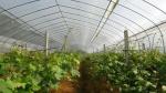 5 years usage insect repellent net/20x10 Anti Aphid Net/Greenhouse/Agriculture