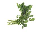 Nasturtium P.E./ Watercress Extract, stop coughing, diuresis, beneficial to