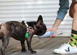 0.98 Inch Adjustable Neck Dog Harness