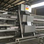 8.67m/Min Livestock Automatic Chicken Feeder System , SGS 0.75kw Chicken Feed