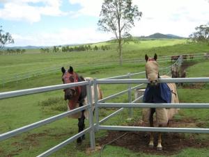 China Hot Dipped Galvanised 40x80mm Corral Panel Fence For Horse factory
