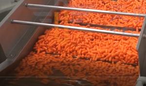 China Carrot Conveying Multi Function Packaging Machine 2100 Bags / H For Agriculture Goods factory