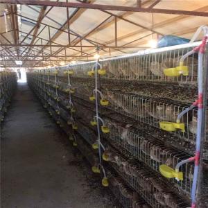China H Type A Type Automatic Quail Cage Cold Drawn Wire Welding factory