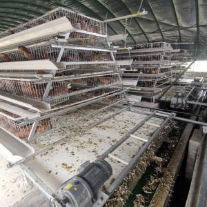 China Hot Galvanized Layer Cage System For Poultry Farming factory