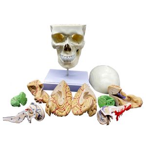 Science Display Human Skull Anatomy Model With Brain And Cervical Vertebra