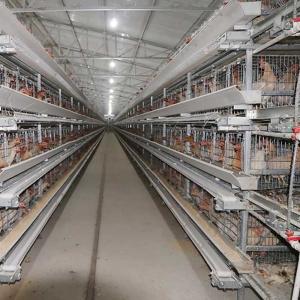 China 380V 3 Phase A Type Layer Cages , U Shape Steel Chicken Feeding Equipment factory