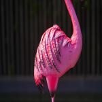 Outdoor Pink Flamingo Metal Yard Art / Metal Flamingo Garden Stake