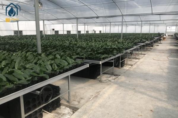 Orchid Seed Hydroponic Plastic Seedling Tray For Vegetables Flowers Fruit