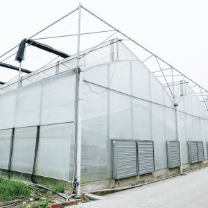China Multi-Span Poly Tunnel Greenhouse with Sawtooth Roof for Natural Ventilation and Light Diffusion on sale