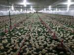 High Accuracy Chicken Feeding Line 1.5KW System Of Feeding In Poultry
