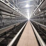 Q235 Chicken Cages Poultry Farming Equipment 3-6mm Thickness