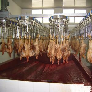 China 500PCS Automatic Slaughterhouse Equipment Chicken Farming Poultry Line factory