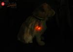 SpotLit Pet Collar Flasher Waterproof Light Safety Dog LED Light for Cats