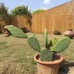 ECO Friendly Decoration Panels Privacy Carbonized Natural Reed Outdoor Garden