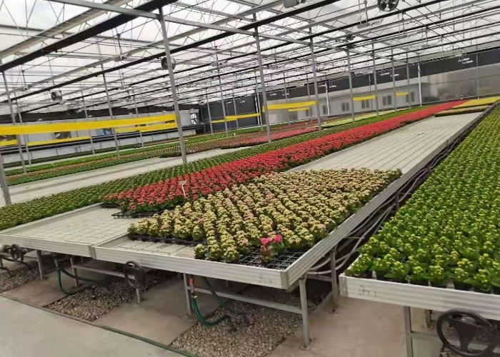 4x8feet Movable Ebb And Flood Rolling Bench Table Abs Tray In Greenhouse