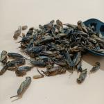 Sustainable Dried Crickets For Dry And Cool Place Storage