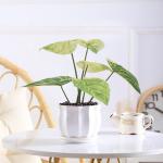 Green Artificial Potted Floor Plants For Garden Philodendron Birkin
