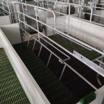 ISO9001 Raised Farrowing Crate For Pigs With Nipple Drinker