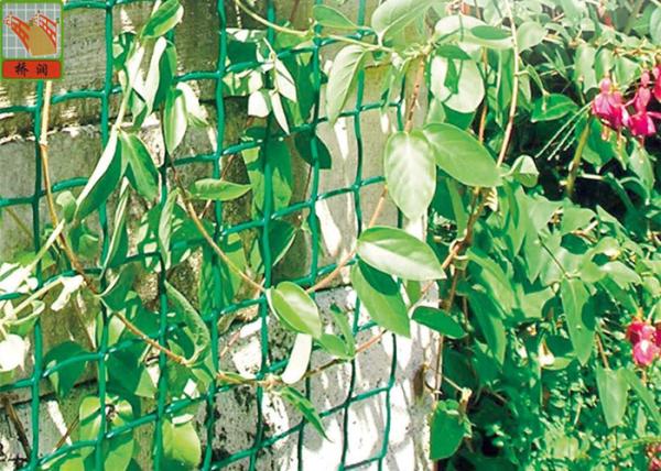 Plastic Garden Netting For Climbing Plants , Garden Fence Roll With UV