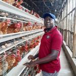 90/96/120/128/160 Birds Laying Poultry Chicken Cage System Farming A Type 3/4