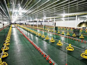 China Intelligent Automatic Broiler Feeding System Hopper Poultry Feeder factory